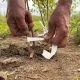 Félig fedett síkfólia szemzőszalag csomag faiskolai szemzési és oltási munkákhoz Félig fedett síkfólia szemzőszalag
