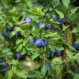 Besztercei BT2 szilva - Szabadgyökeres