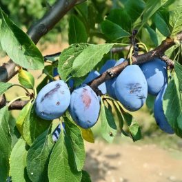 Korai besztercei szilva - Szabadgyökeres