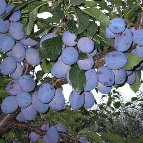 Érett, hamvas sötétkék Čačanska rodna szilvák a fán és konténeres oltvány gyümölcsfa/Čačanska rodna szilva (Prunus domestica 'Čačanska rodna')