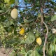 Fehér besztercei szilva szabadgyökeres oltvány aranysárga termései a fán Fehér besztercei szilva (Prunus domestica)