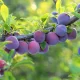 Érett, hamvas sötét ibolyakék Korai Angelina szilvák a fán és konténeres oltvány gyümölcsfa/Korai Angelina szilva (Prunus domestica 'Korai Angelina')