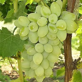 Hatalmas, érett, világoszöld Sugraone csemegeszőlő fürtök a tőkén és erős konténeres szőlőoltvány Sugraone Seedless csemegeszőlő (Vitis vinifera 'Sugraone')