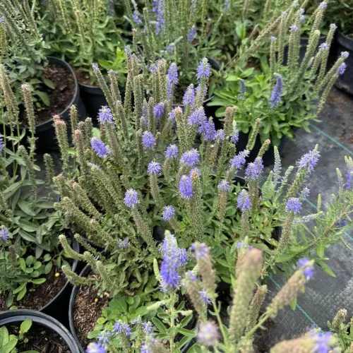 Talajfelszínt borító, sűrű zöld levélpárna felett nyíló, alacsony, ibolyakék törpe veronika virágfüzérek Törpe füzéres veronika 'Nana' (Veronica spicata)