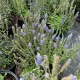 Talajfelszínt borító, sűrű zöld levélpárna felett nyíló, alacsony, ibolyakék törpe veronika virágfüzérek Törpe füzéres veronika 'Nana' (Veronica spicata)
