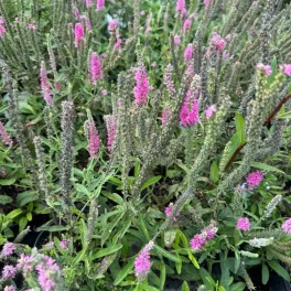 Sűrű, felfelé törő, élénk rózsaszín füzéres veronika virágzatok zöld lombozat felett Füzéres veronika 'Rosa Zwerg' (Veronica spicata)