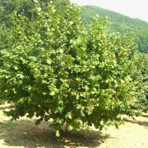 Közönséges mogyoró bokor érett, zöld burkos terméseivel és barkavirágzatával/Közönséges mogyoró (Corylus avellana)