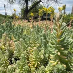 Sedum reflexum 'Blue Spruce' - Kékes varjúháj 