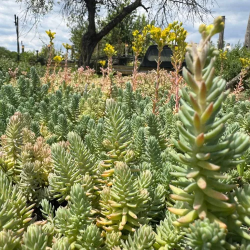 Sedum reflexum 'Blue Spruce' - Kékes varjúháj 