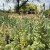 Sedum reflexum 'Blue Spruce' - Kékes varjúháj 