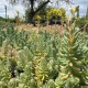 Sedum reflexum 'Blue Spruce' - Kékes varjúháj 