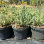 Sedum reflexum 'Blue Spruce' - Kékes varjúháj 