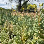 Sedum reflexum 'Blue Spruce' - Kékes varjúháj 
