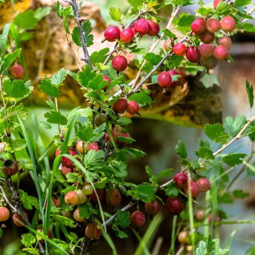 Ribes Captivator köszméte - Konténeres