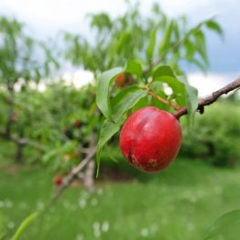 Caldesi 2000 nektarin - Szabadgyökeres, GF677 alanyon