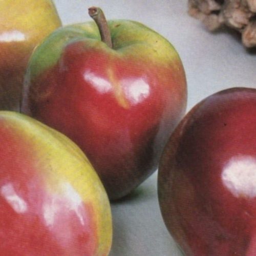 Ceglédi piros alma - Foktő - Konténeres