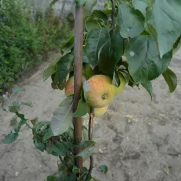 Charlamowsky alma - Szabadgyökeres, Vadalma alanyon