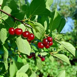Debreceni bőtermő meggy - Konténeres