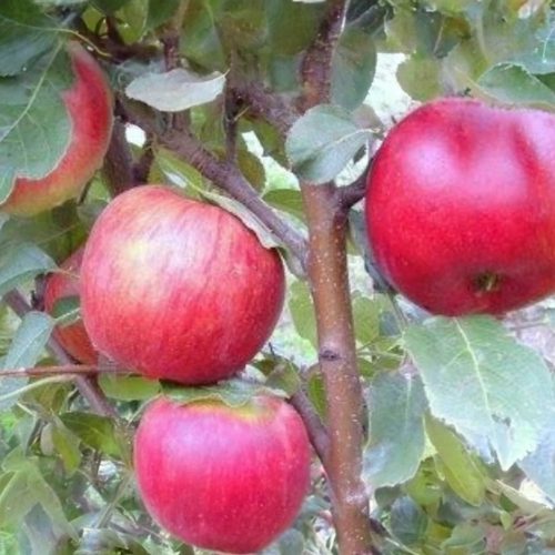 Egri piros alma - Szabadgyökeres