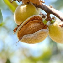 Budatétényi 70 mandula - Szabadgyökeres