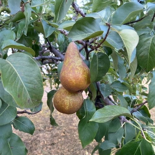 Bosc kobak körte - Konténeres