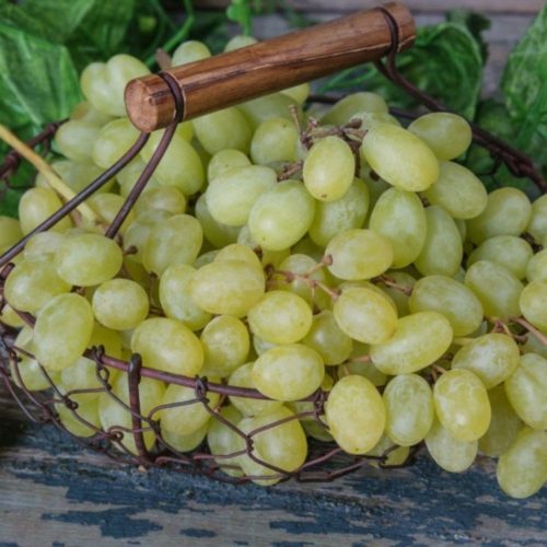 Bolgár rezi csemegeszőlő - Konténeres