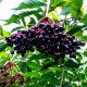 Samil bodza - Sambucus nigra 'Samil' - Konténeres