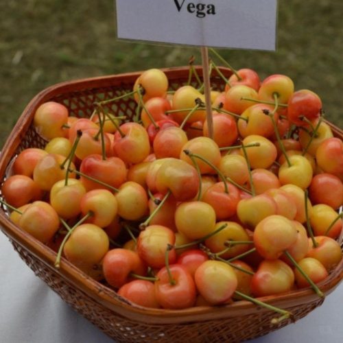 Fertődi borostyán/Vega cseresznye  - Konténeres
