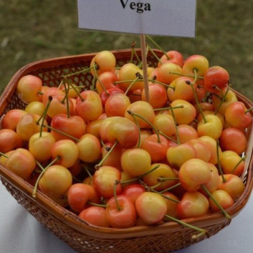 Fertődi borostyán/Vega cseresznye - Szabadgyökeres, Sajmeggy alanyon