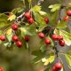 Egybibés galagonya - Crataegus monogyna - Konténeres