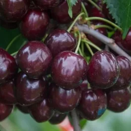 Germersdorfi óriás 3 cseresznye - Konténeres
