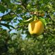 Golden delicious alma - Konténeres