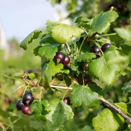 Josta bokor - Konténeres