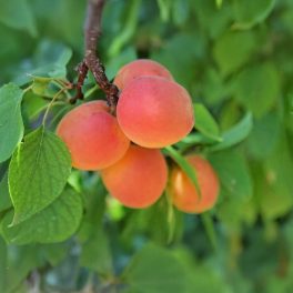 Korai piros kajszi/Csipogó barack - Konténeres