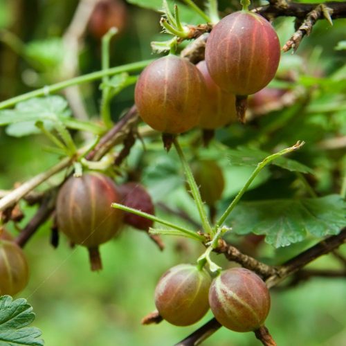 Piros ízletes magas törzsű köszméte - Konténeres