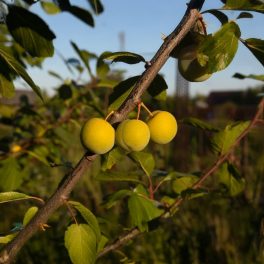 Mirabelle von Nancy sárga ringló - Szabadgyökeres