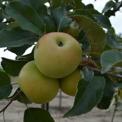 Nyári csíkos fűszeres fahéj alma - Konténeres