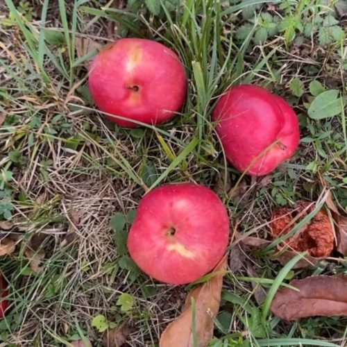 Nyári édes alma - Bogyiszló - Konténeres