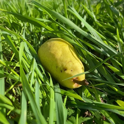 Nyári kármán körte - Szabadgyökeres, Vadkörte alanyon