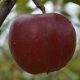 Nyári piros kálvil alma - Konténeres