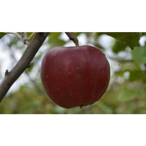 Nyári piros kálvil alma - Szabadgyökeres, Vadalma alanyon