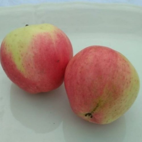 Pamuk alma - Tamási - Konténeres