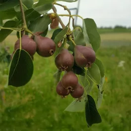 Piros clapp körte - Szabadgyökeres, Vadkörte alanyon