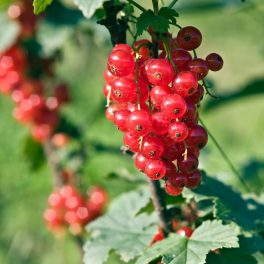   Jonkheer van Tets magas törzsű piros ribizli - Szabadgyökeres