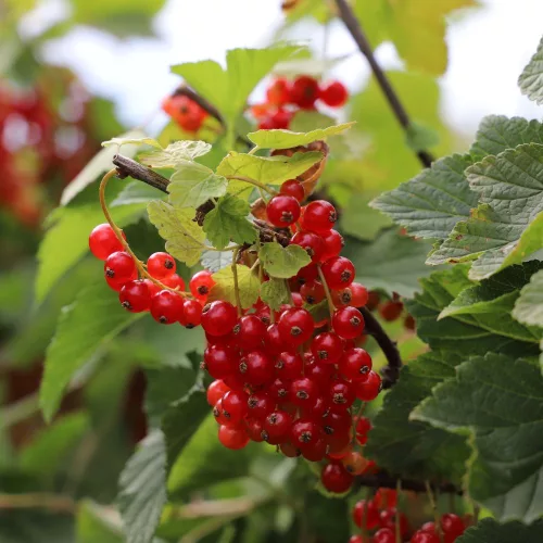 Jonkheer van Tets piros ribizli bokor - Konténeres