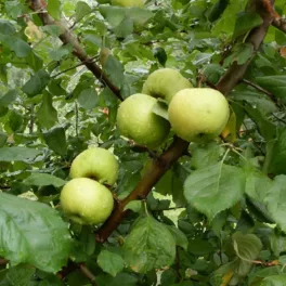 Pónyik alma - Konténeres