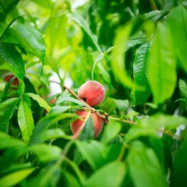 Redhaven őszibarack - Szabadgyökeres, GF677 alanyon