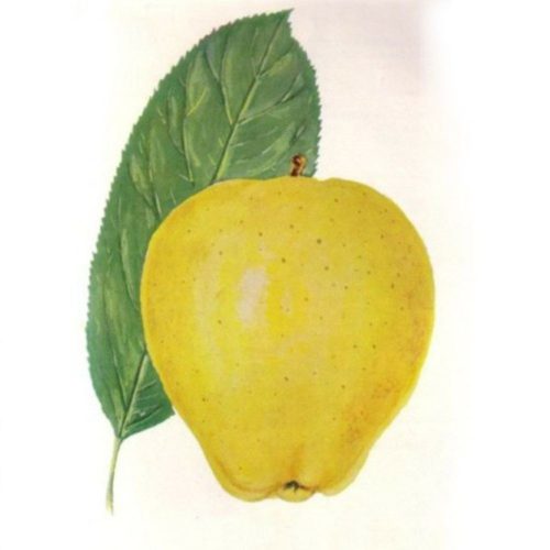 Sárga szépvirágú alma - Konténeres
