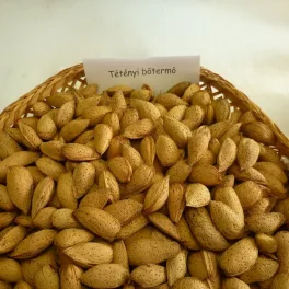 Tétényi bőtermő mandula - Konténeres