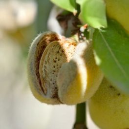 Tétényi kedvenc mandula - Szabadgyökeres, GF677 alanyon